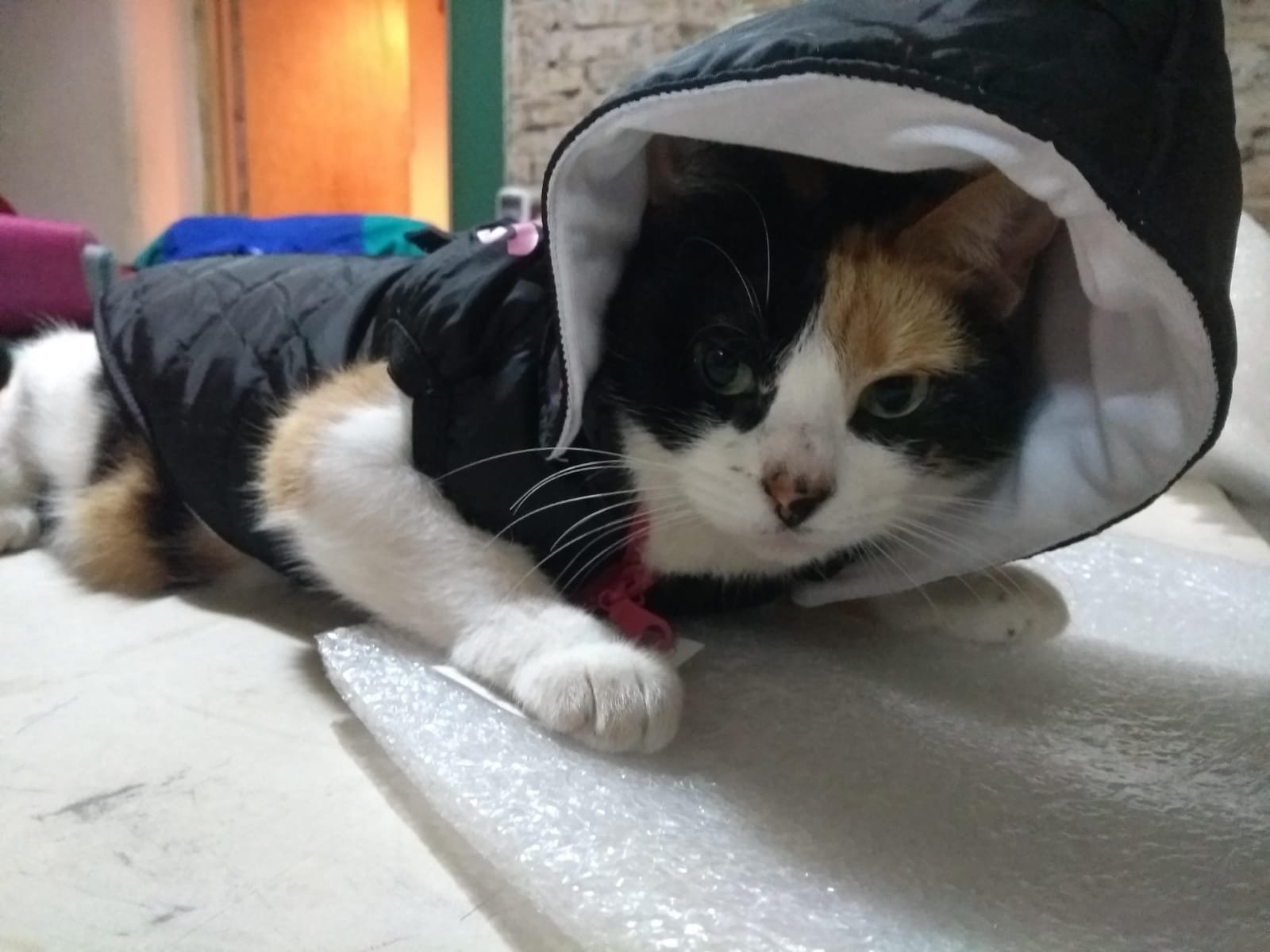 72d6752e-6c9c-4ff0-b6c2-c145237f6780